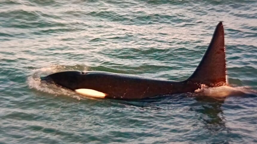 Sorpresa en Río Negro por la aparición temprana de orcas en la costa