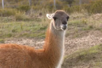 Nueva ley de carnes en Río Negro: Jabalí, guanaco y producción artesanal