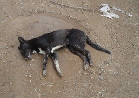 envenenados envenenado perro catriel25noticias