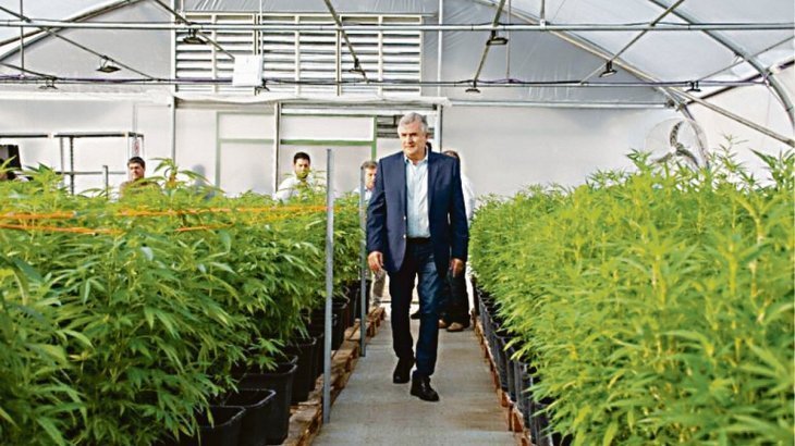 Jujuy fabricará aceite de cannabis medicinal