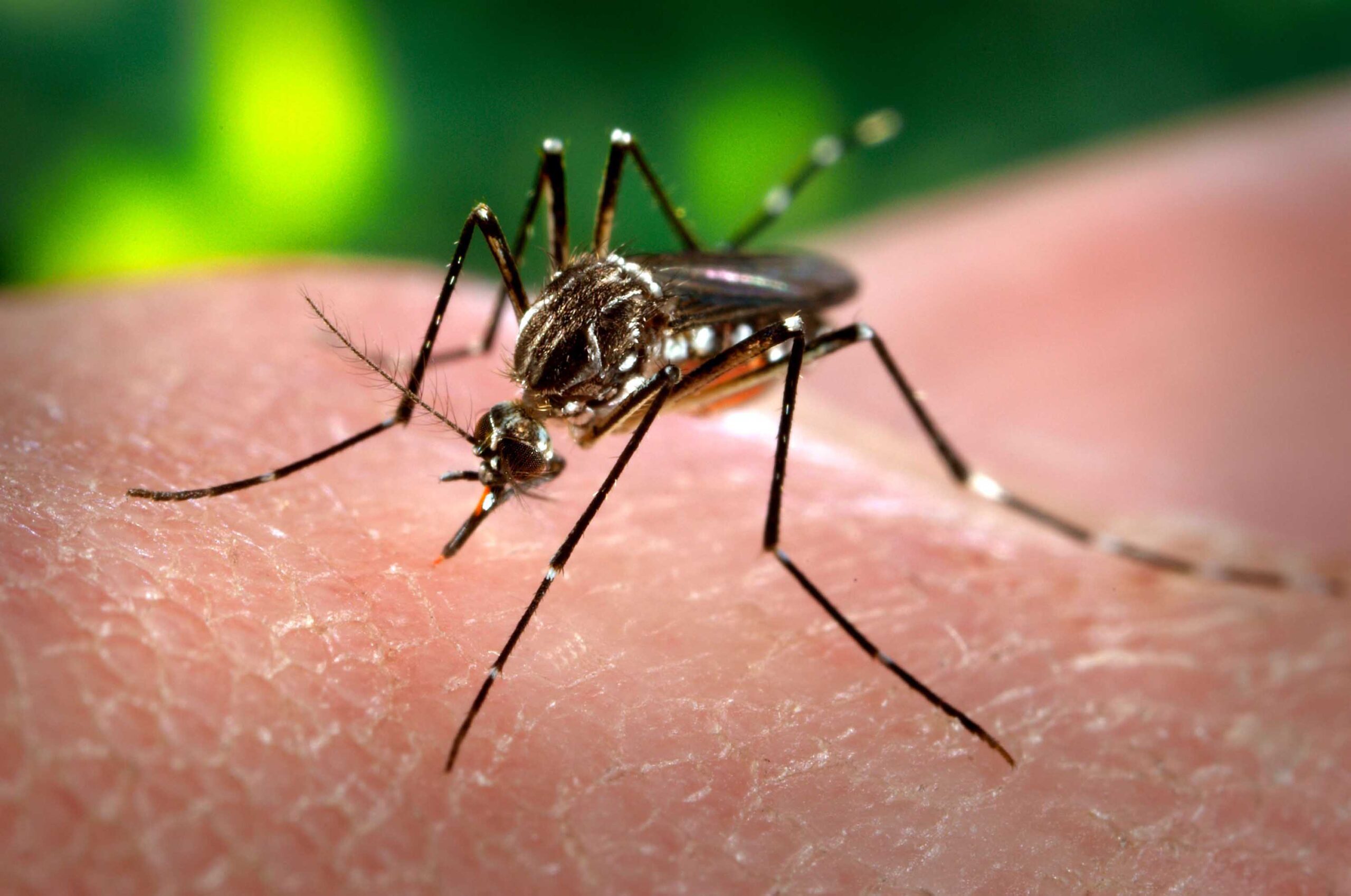 Catriel. Confirman dos posibles casos de Dengue