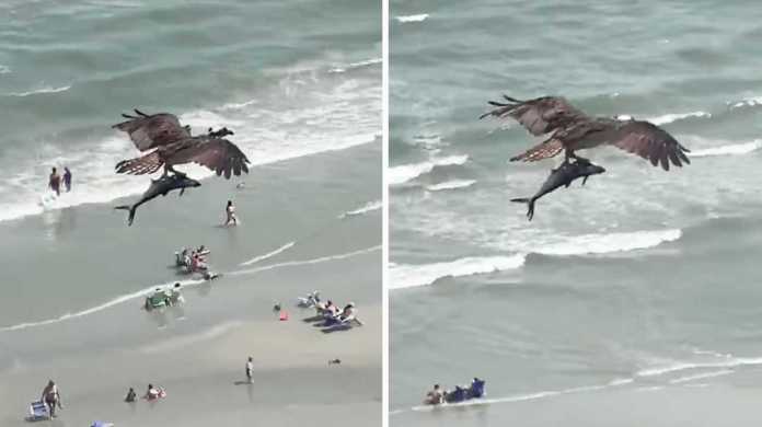 VIDEO: Un águila sorprendió cazando un «tiburón»