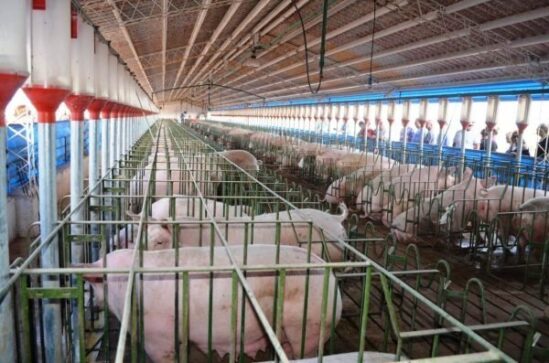 granja porcina catriel