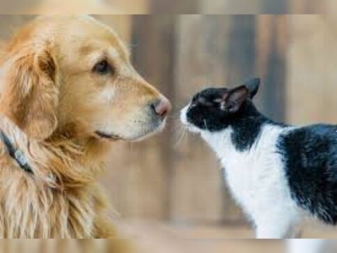 perro - gato