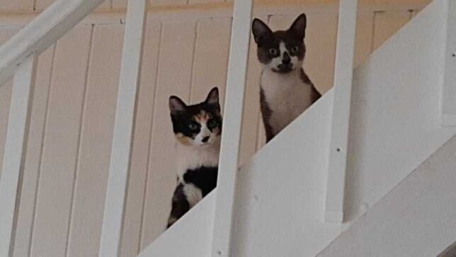 gatitos
