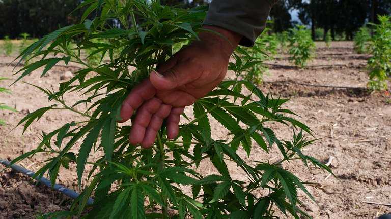 El Gobierno apuesta a la industria del cannabis: cree que para 2025 se habrán generado 10 mil puestos de trabajo - Catriel25Noticias.com cannabis planta2 - Catriel25Noticias.com