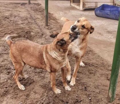 perros fdez oros e1624833661542