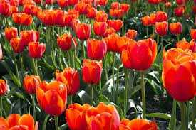 tulipanes1