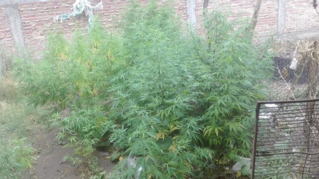 planta cannabis