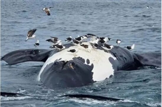 Preocupación máxima en Península Valdés: ya son 30 las ballenas halladas muertas