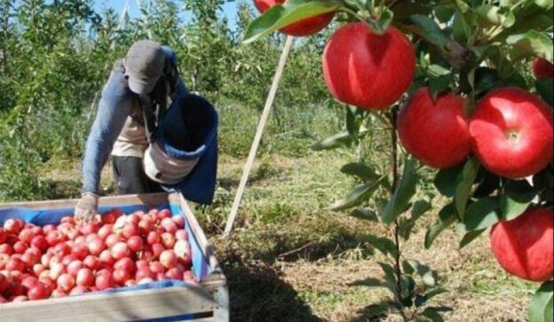 Comenzó la temporada de la cosecha de Río Negro