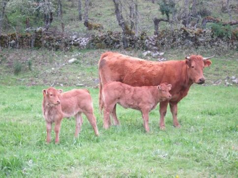 Morían las vacas en un campo de Conesa y detectaron casos de “ántrax” en el ganado