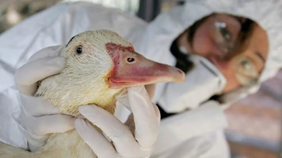 , Gripe aviar: declaran la emergencia sanitaria en todo el país
