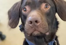 Un perro alcohólico fue rescatado para tratar su adicción