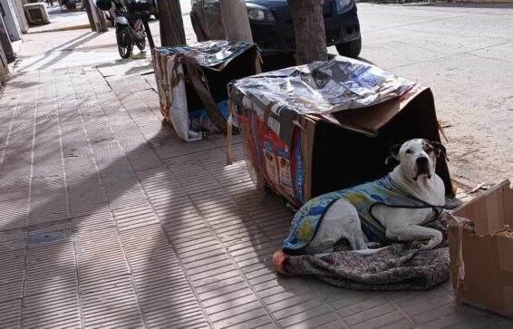 Si sós solidario con los perros callejeros. Debes leer esta nota