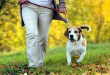 Se separaron y en mediación acordaron compartir cuidados, gastos y hasta paseos de las mascotas