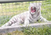 Entraron a robar a la jaula del tigre en la que había una caja fuerte