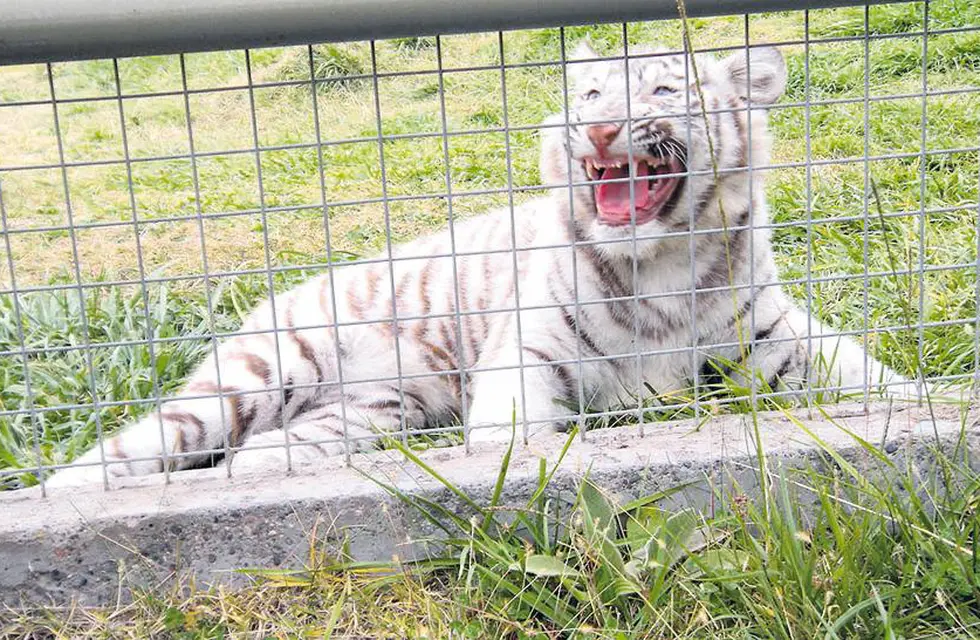 Entraron a robar a la jaula del tigre en la que había una caja fuerte