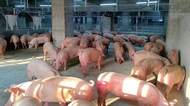 ¿Cómo es la granja de 26 pisos que funciona en China?