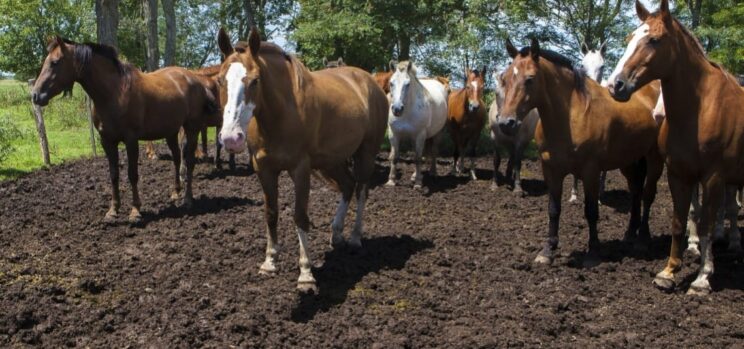 25 de Mayo: confirman caso de Encefalitis Equina