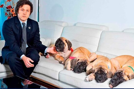 “Ley Conan”: proyecto contra el maltrato animal