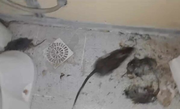 25 de Mayo: «Trabajan y almuerzan entre ratas y cucarachas»