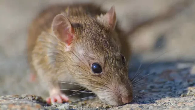 Murió una mujer por hantavirus en Bariloche