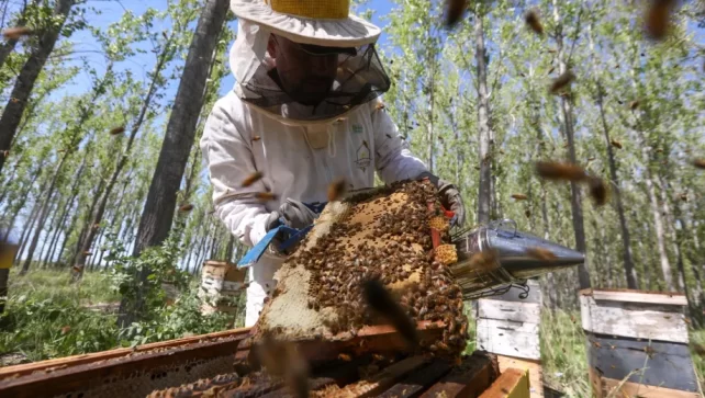 Catriel: La miel del monte patagónico abre mercados