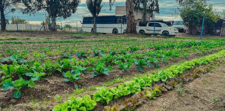 Catriel: verdura agroecológica producida en el Vivero Municipal se vende en la Feria