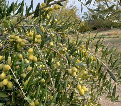 Un aceite de oliva rionegrino, el mejor del país