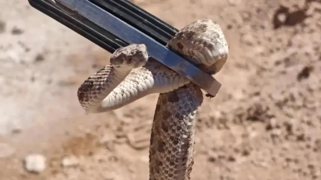 Rincón de los Sauces: encontraron una yarará en un yacimiento