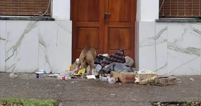 Allen: la basura llegó al despacho del intendente
