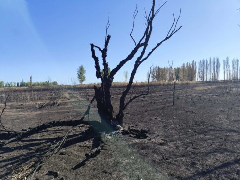 Catriel: productores desprotegidos por el estado y la justicia