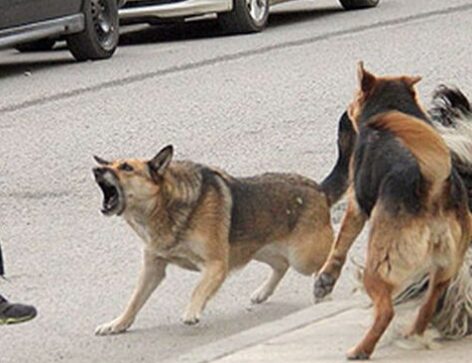 Catriel: lanzan campaña para ayudar al hombre atacado por perros callejeros