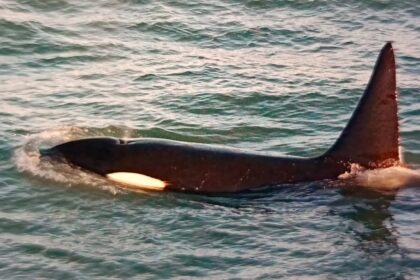 Sorpresa en Río Negro por la aparición temprana de orcas en la costa