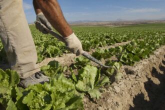 Catriel se prepara para la Expo Agro 2026. Habrá concurso de asadores