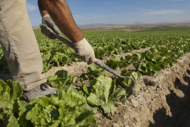 Catriel se prepara para la Expo Agro 2026. Habrá concurso de asadores
