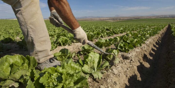 Catriel se prepara para la Expo Agro 2026. Habrá concurso de asadores