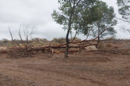 Catriel: Repudian tala de árboles en el Barrio Parque YPF