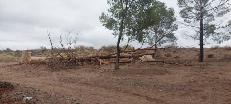 Catriel: Repudian tala de árboles en el Barrio Parque YPF