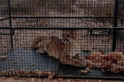25 de Mayo: Pumas matan animales en Colonia Chica: atraparon a uno