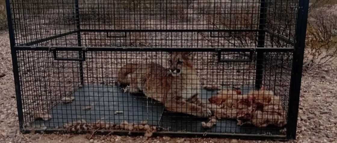 25 de Mayo: Pumas matan animales en Colonia Chica: atraparon a uno