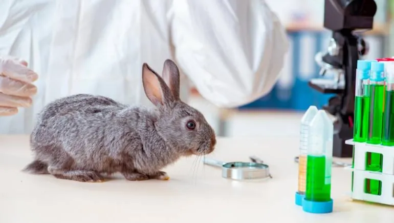 Una diputada neuquina quiere ponerle fin a las pruebas de cosméticos en animales