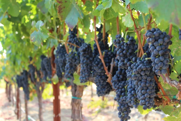 Catriel: Juan Solorza celebra la Semana del «Pinot Noir» con una exclusiva cena maridaje