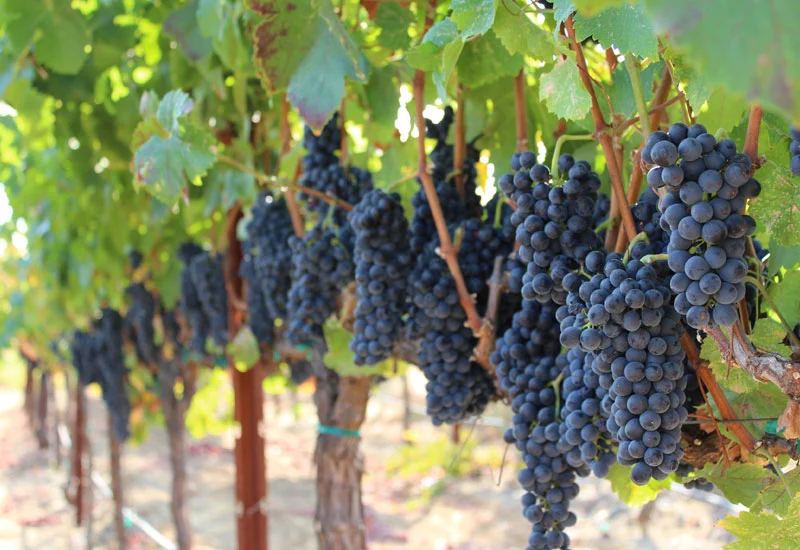Catriel: Juan Solorza celebra la Semana del «Pinot Noir» con una exclusiva cena maridaje
