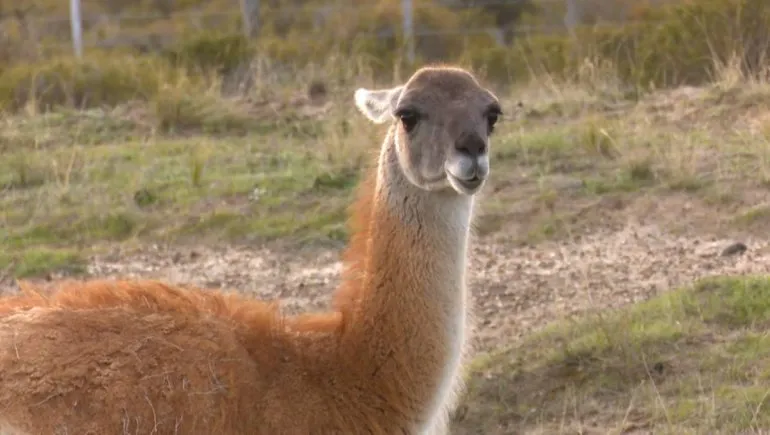Nueva ley de carnes en Río Negro: Jabalí, guanaco y producción artesanal
